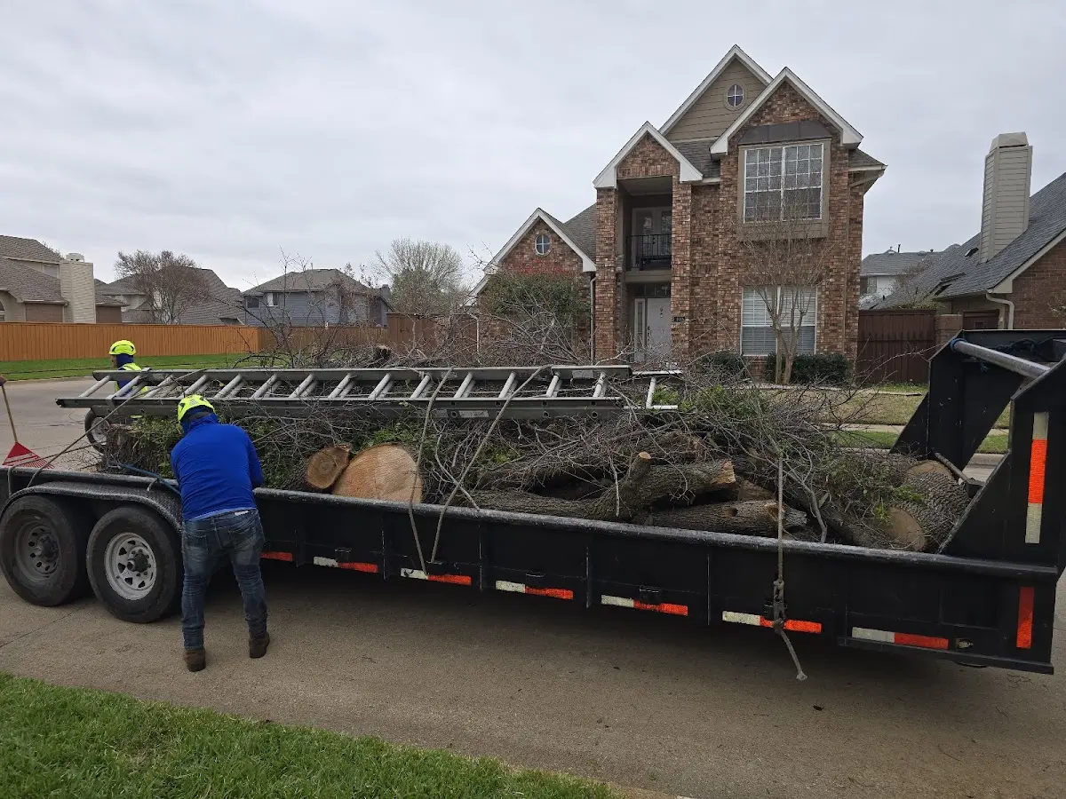 Expert Tree Pest Control with proper safety equipment in Cameron